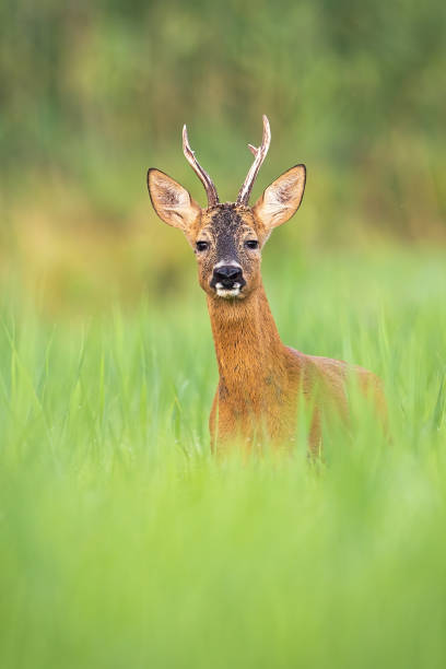istock Alert roe deer buck looking into camera from front view on a meadow in summer 1290899318