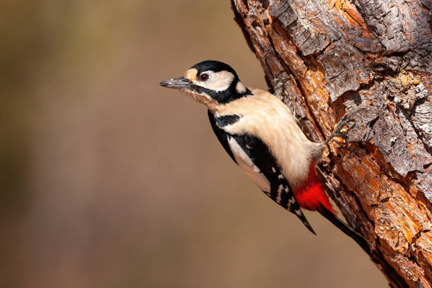 istock Great spotted woodpecker grasping to a diagonal tree upside down 1290899381