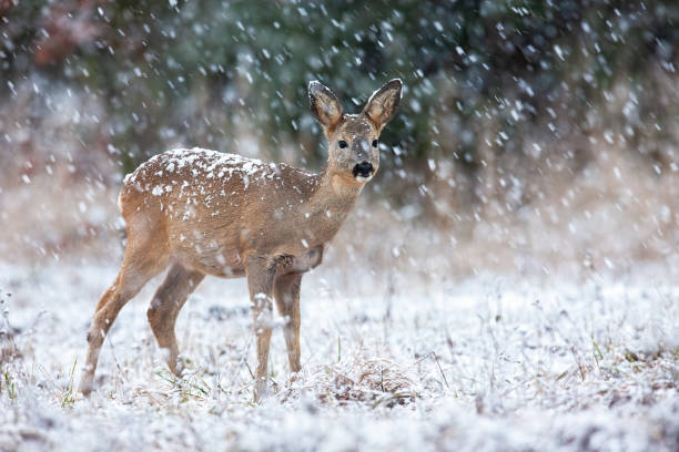 istock Roe deer looking on field during snowing in winter 1290899395