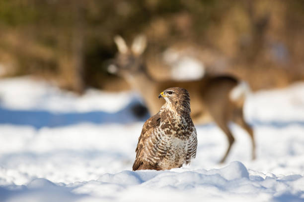 Calm common buzzard sitting in the snow with roe deer in background Calm common buzzard, buteo buteo, observing the surroundings of winter forest. Dominant bird of prey hunting in the snow surrounded by roe deer. Curious animal watching to the left of camera. eurasian buzzard photos stock pictures, royalty-free photos & images