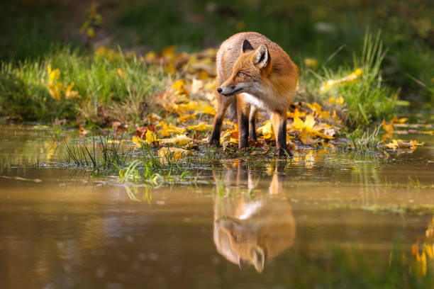 istock Red fox standing on riverbank in color autumn nature 1290899655