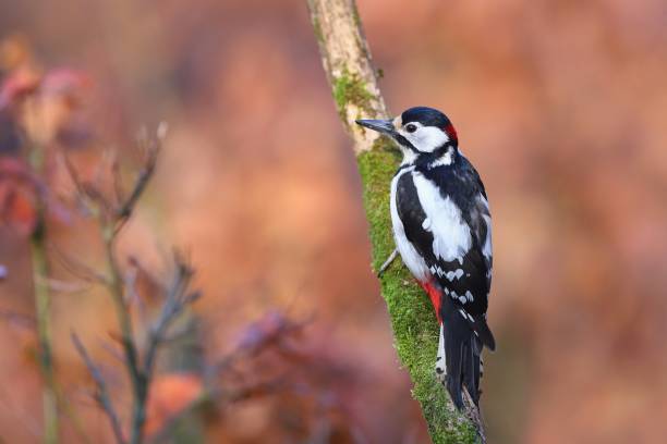 istock Enchanting great spotted woodpecker sitting on the moss covered branch 1290900589