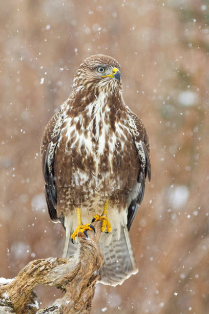 istock Concentrated common buzzard having a vigilance from the branch while snowing 1290900611
