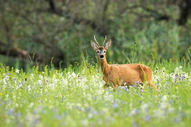 istock Young roe deer buck standing in tall green grass and sniffing with its nose 1290900701