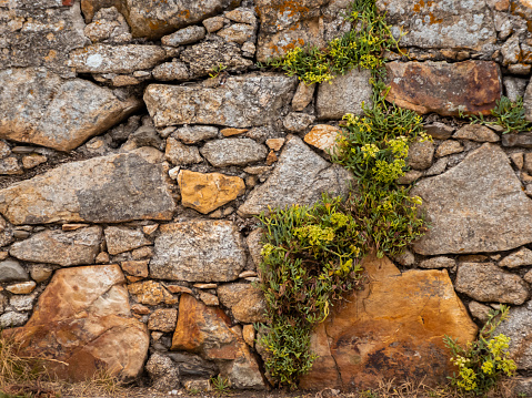 Rustic stone wall with vegetation growing on it