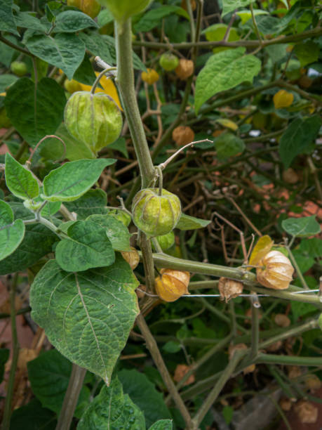 istock Green leaves and buds on a bush 1290900868