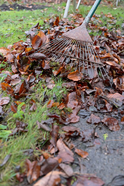 istock Vertical image of a garden rake sweeping fallen leaves along a path. 1290902201
