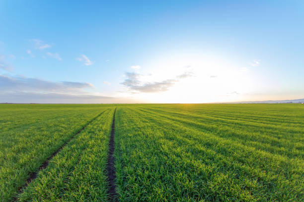 istock Young Wheat Seedlings growing in a Field 1290902366