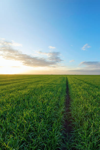 istock Young Wheat Seedlings growing in a Field 1290902381