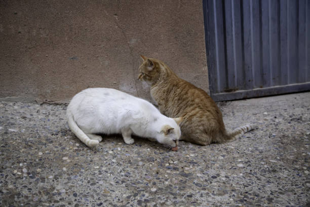istock Stray cats eating on the street 1290903036