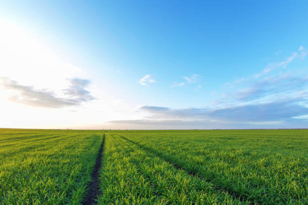 istock Young Wheat Seedlings growing in a Field 1290903385