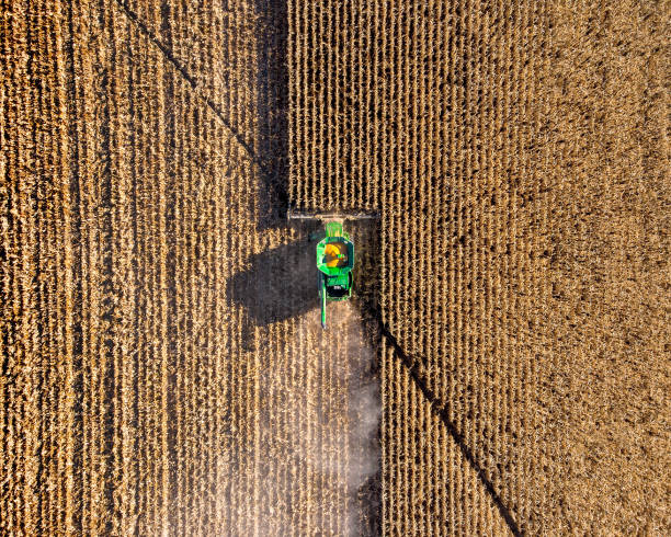 Top down view of green tractor in action harvesting a field of corn Drone photo looking down from directly above at a green combine harvester in action cutting a field of dried brown corn stalks. combine harvester stock pictures, royalty-free photos & images