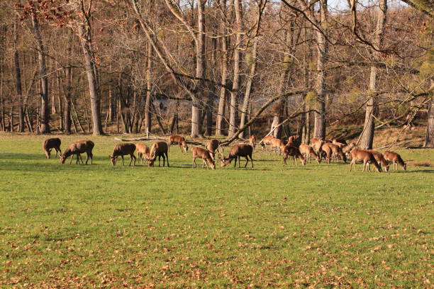 istock Deer and deer in the Sauerland 1290905471