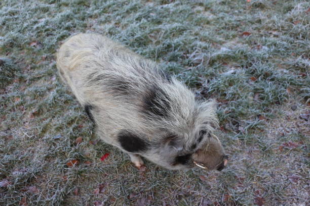 istock A mini-pig in a spout in the Sauerland 1290906240
