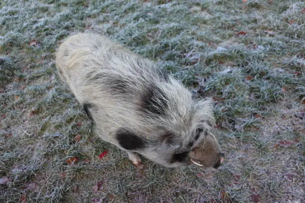 November 29, 2020, Arnsberg: A mini pig in an enclosure in a forest near Arnsberg in the Sauerland