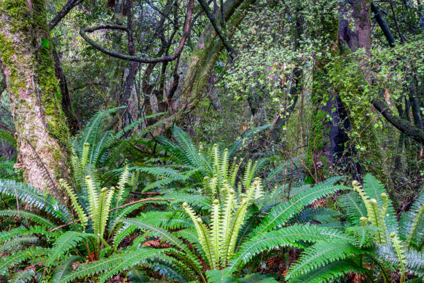 istock New Zealand rain forest dense and dark 1290906589