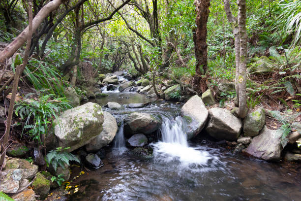 istock Stream through gorge deep in dark New Zealand forest 1290908694