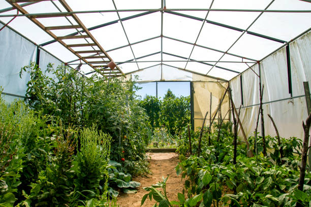 istock Greenhouse in kitchen garden 1290909679