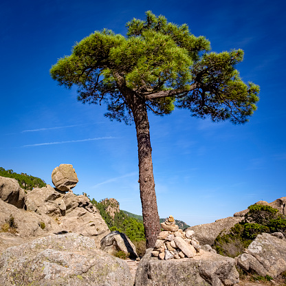 Pine tree and balanced rock called „Rocher Sentinelle“ on a plateau above the Alta Rocca mountain range on the hiking Trail to Cascade de Piscia di Gallo, the highest waterfall in Corsica, France.