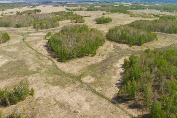 istock Birch grove and dense forests surround green meadows covering hills and fields under blue sky in summer, aerial view. Panorama of young forest from drone 1290911779