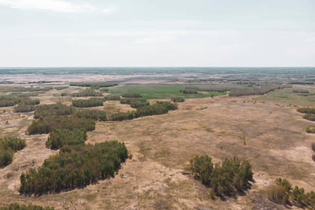 istock Birch grove and dense forests surround green meadows covering hills and fields under blue sky in summer, aerial view. Panorama of young forest from drone 1290911791