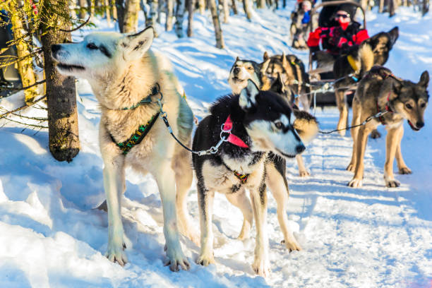 Finnish Husky Sled Dog in Lapland Finnish Husky Sled Dog. Halt for a short rest. Great fun for the New Year. Lapland. The snow-covered coniferous forest. The concept of extreme and active tourism dogsledding stock pictures, royalty-free photos & images