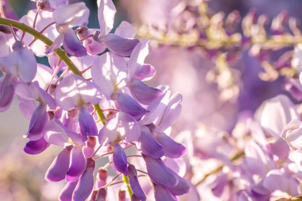 istock Wisteria purple flowers 1290912620