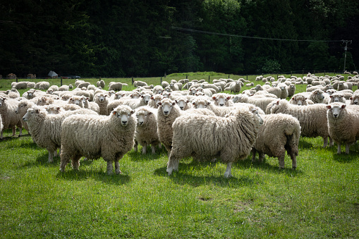 Flock of sheep in South Island high country farm