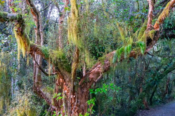 istock New Zealand rain forest dense and dark 1290913964