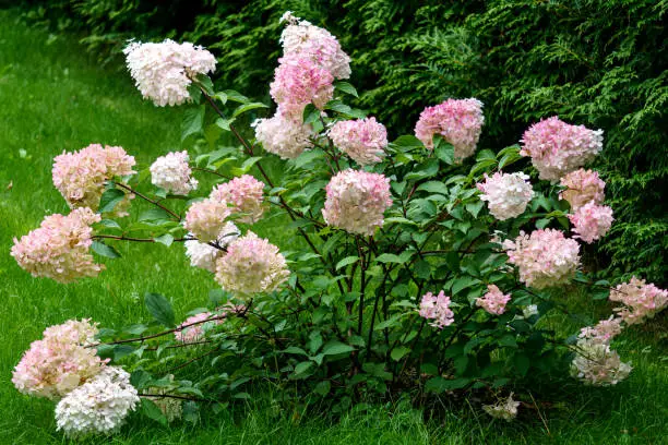 Beautiful pink hydrangea with inflorescences and green leaves