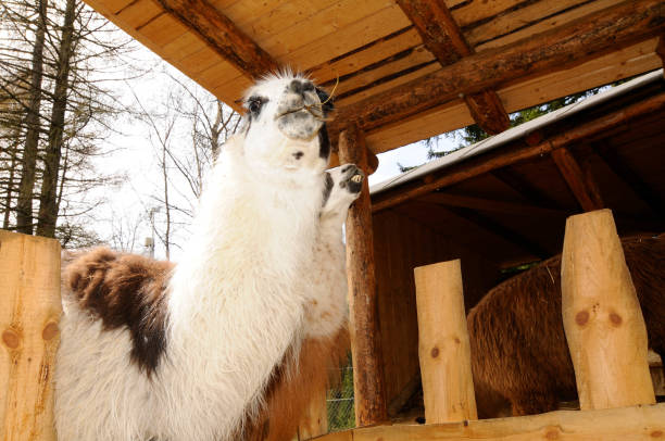 istock Llama, outdoors in the alps in summer 1290914794