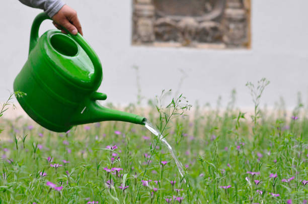 istock watering flowers with watering can 1290914816