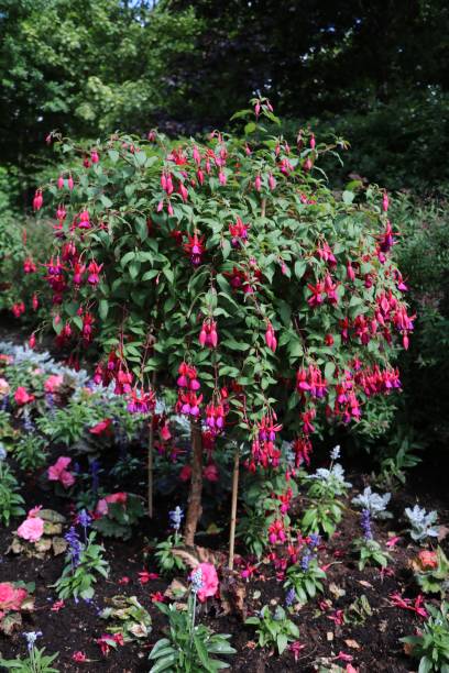 istock Blooming Fuchsia regia 1290916812