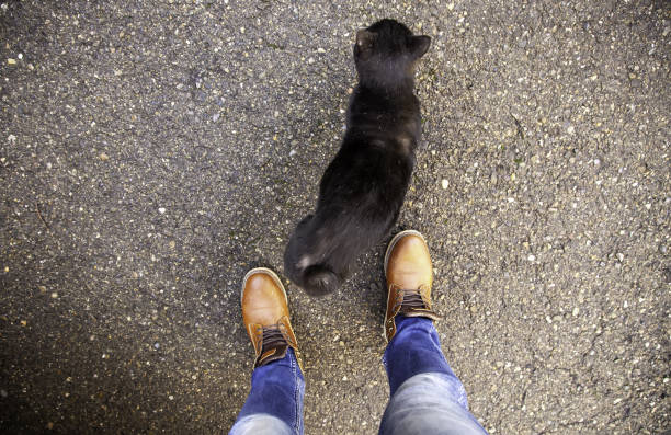 Black cat in urban street, domestic abandoned animals, pets