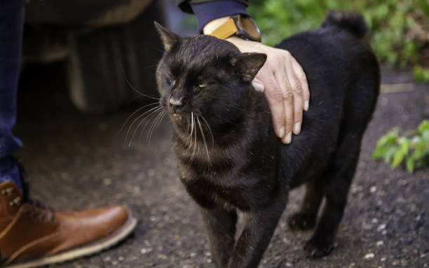 istock Black cat on street 1290916844