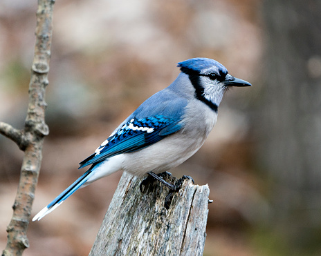 Blue Jay Stock Photos. Blue Jay perched on a branch with a blur background in the forest environment and habitat. Image. Picture. Portrait. Looking to the right side.