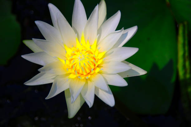istock White lotus with green leaves on water. 1290919796