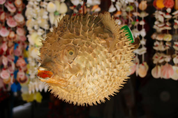 istock Dried and preserved antique puffer fish (tetraodontidae) specimen. 1290920743