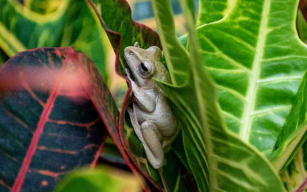 Frog between leaves stock photo