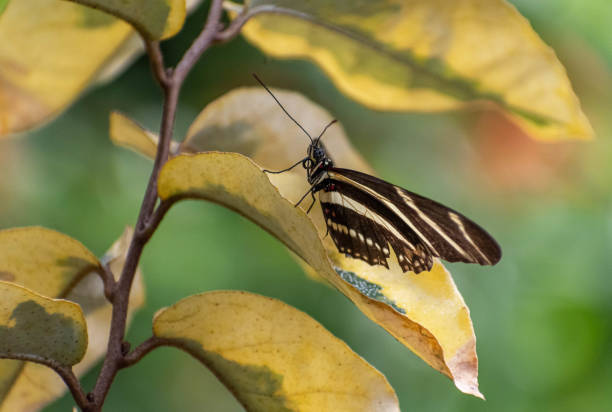 Black and yellow butterfly stock photo