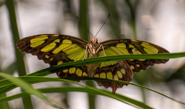 Front view of a butterfly stock photo