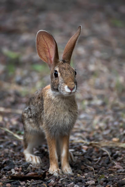 antylopa jackrabbit z bliska niski kąt z uszu perked - ears perked zdjęcia i obrazy z banku zdjęć