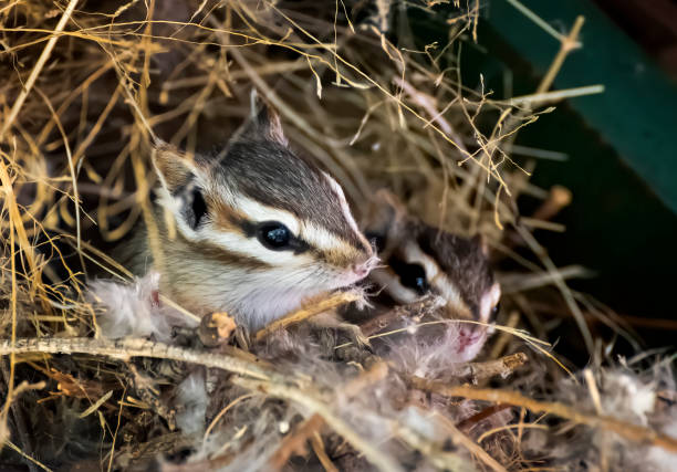 Cliff Chipmunks Peer out of Nest Close Up stock photo