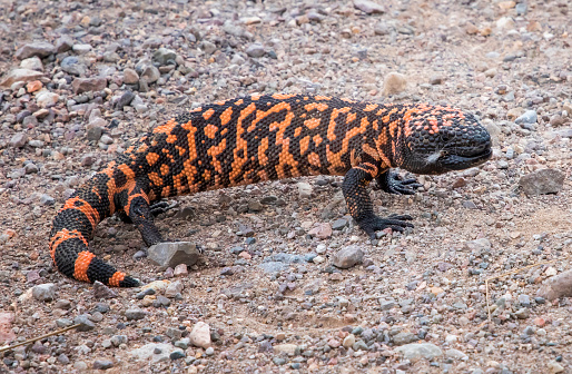 Bright orange and black Gila Monster venomous lizard in the road in Arizona.