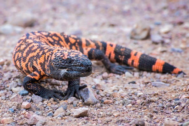 Close Up Gila monster Venomous Lizard in Arizona