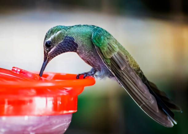 istock Blue Throated Hummingbird Close Up Profile Drinking 1290921001