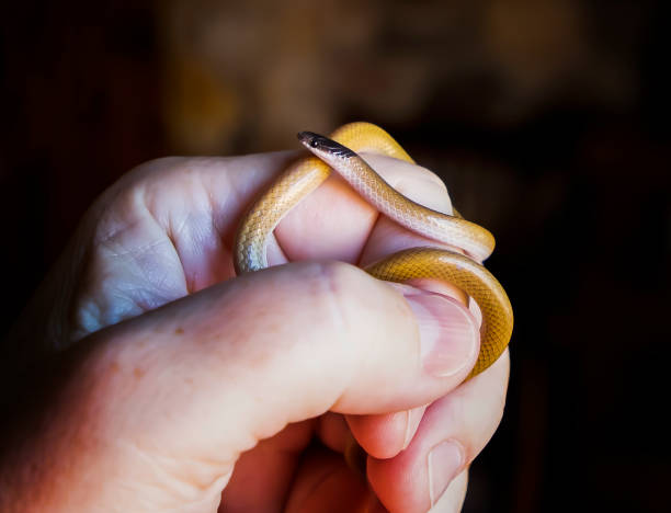 istock Tiny Southwestern Blackhead Snake Wrapped Around Fingers 1290921007