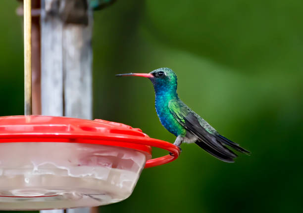 Broad Billed Hummingbird with Bright Feathers on Feeder stock photo