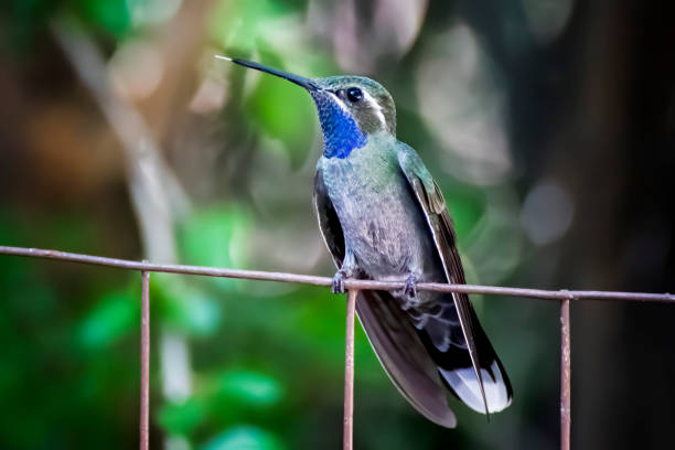 Blue Throated Hummingbird with Tongue Out stock photo