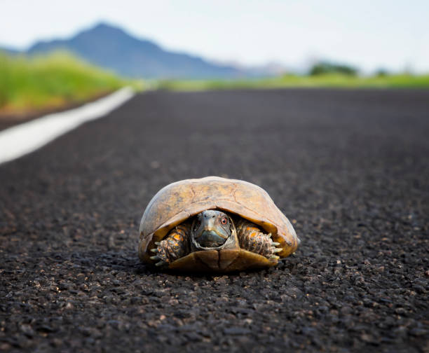 istock Ornate or Desert Box Turtle in Road in Arizona 1290921102